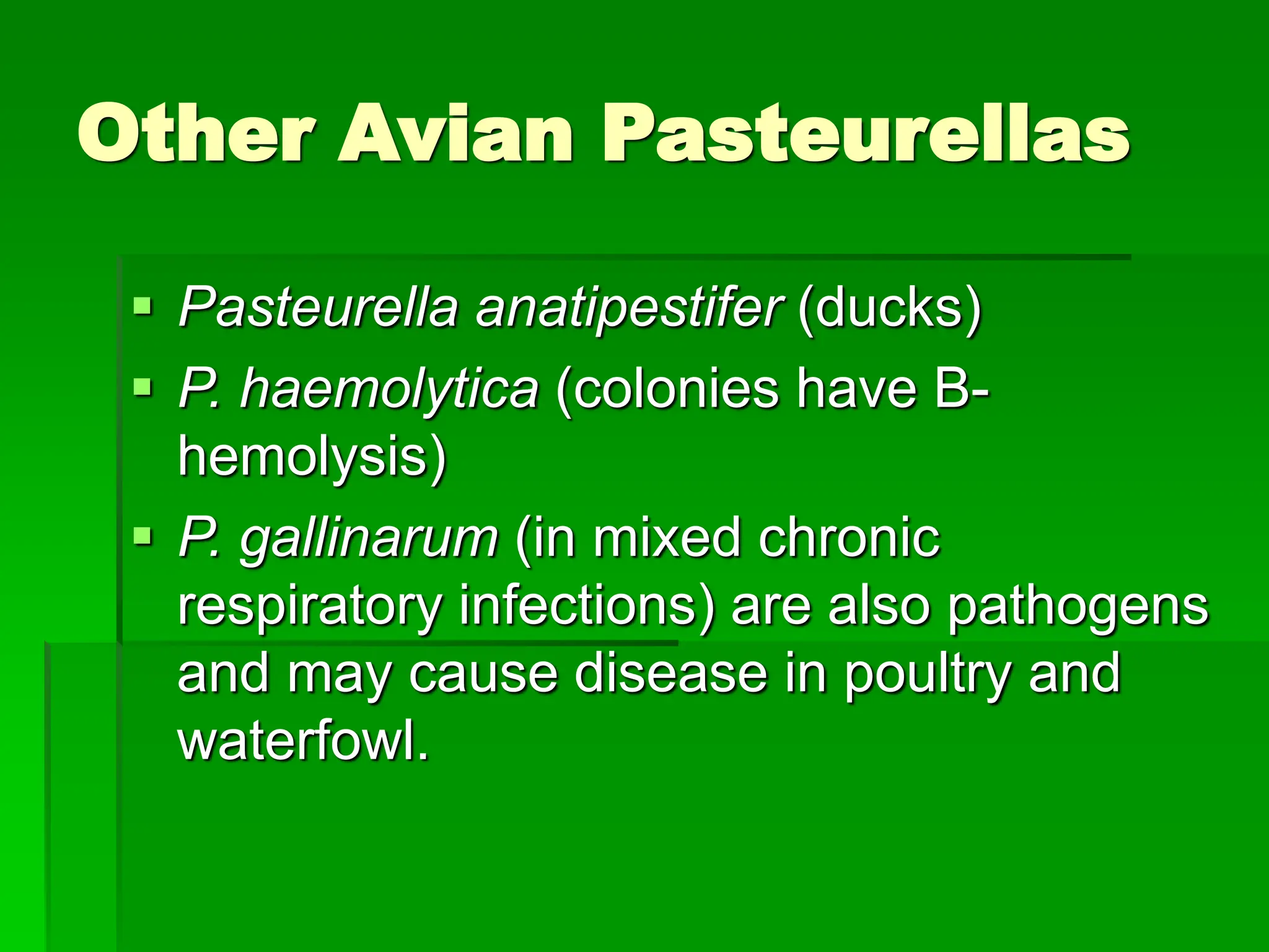 Photo inspiration: Picture Idea: Fowl Cholera Is Acute Infectious Disease