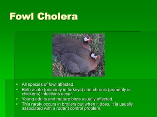 Fowl Cholera
 All species of fowl affected.
 Both acute (primarily in turkeys) and chronic (primarily in
chickens) infections occur.
 Young adults and mature birds usually affected.
 This rarely occurs in broilers but when it does, it is usually
associated with a rodent control problem.
 