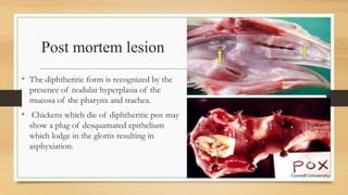 Post mortem lesion
• The diphtheritic form is recognized by the
presence of nodular hyperplasia of the
mucosa of the pharynx and trachea.
• Chickens which die of diphtheritic pox may
show a plug of desquamated epithelium
which lodge in the glottis resulting in
asphyxiation.
 