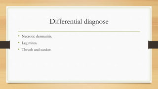 Differential diagnose
• Necrotic dermatitis.
• Leg mites.
• Thrush and canker.
 