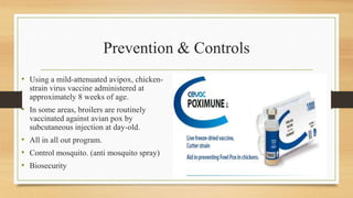 Prevention & Controls
• Using a mild-attenuated avipox, chicken-
strain virus vaccine administered at
approximately 8 weeks of age.
• In some areas, broilers are routinely
vaccinated against avian pox by
subcutaneous injection at day-old.
• All in all out program.
• Control mosquito. (anti mosquito spray)
• Biosecurity
 