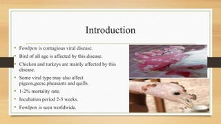 Introduction
• Fowlpox is contagious viral disease.
• Bird of all age is affected by this disease.
• Chicken and turkeys are mainly affected by this
disease.
• Some viral type may also affect
pigeon,geese.pheasants and quills.
• 1-2% mortality rate.
• Incubation period 2-3 weeks.
• Fowlpox is seen worldwide.
 