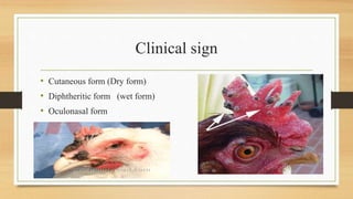 Clinical sign
• Cutaneous form (Dry form)
• Diphtheritic form (wet form)
• Oculonasal form
 