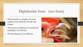 Diphtheritic form (wet form)
• White patches or slightly elevated
nodule occur inside the mouth and
tongue.
• The mucous membrane of mouth and
esophagus are affected.
• The breathing may be difficult.
 