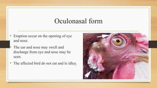 Oculonasal form
• Eruption occur on the opening of eye
and nose.
• The ear and nose may swell and
discharge from eye and nose may be
seen.
• The affected bird do not eat and le idley.
 