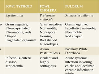 fowl pullorum, Cholera in vet medicine.pptx