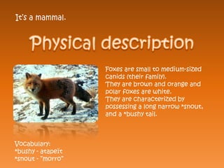 It’s a mammal.




                   Foxes are small to medium-sized
                   canids (their family).
                   They are brown and orange and
                   polar foxes are white.
                   They are characterized by
                   possessing a long narrow *snout,
                   and a *bushy tail.



Vocabulary:
*bushy - atapeït
*snout - ”morro”
 