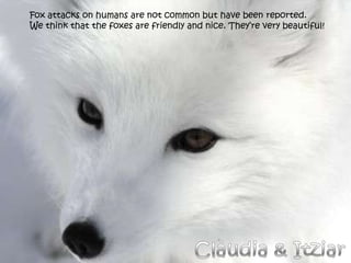 Fox attacks on humans are not common but have been reported.
We think that the foxes are friendly and nice. They’re very beautiful!
 