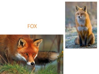 FOX
 