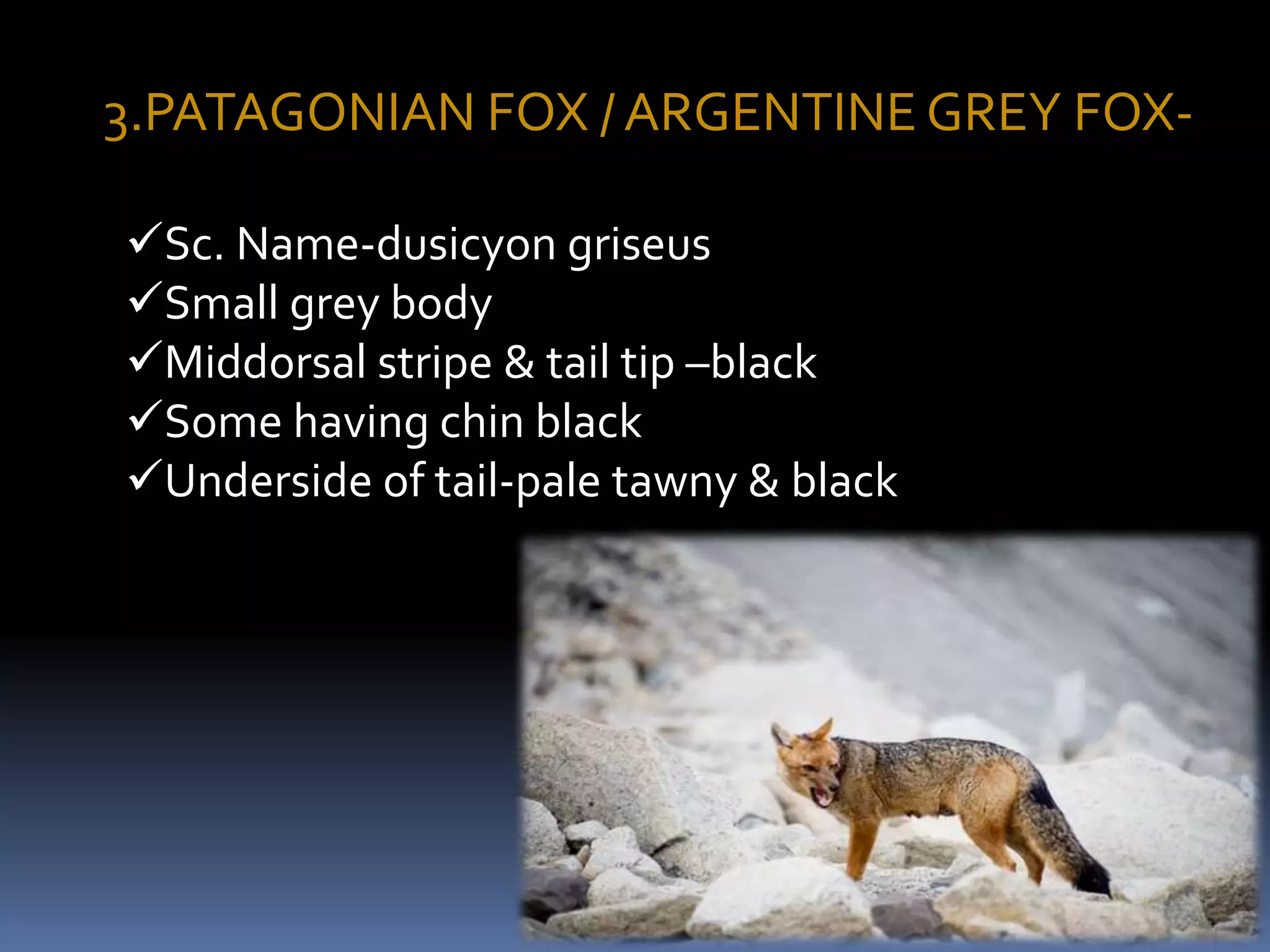 3.PATAGONIAN FOX / ARGENTINE GREY FOX-
Sc. Name-dusicyon griseus
Small grey body
Middorsal stripe & tail tip –black
Some having chin black
Underside of tail-pale tawny & black
 