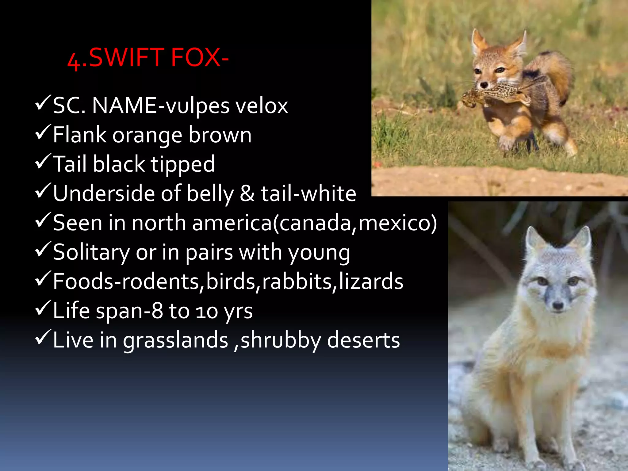 4.SWIFT FOX-
SC. NAME-vulpes velox
Flank orange brown
Tail black tipped
Underside of belly & tail-white
Seen in north america(canada,mexico)
Solitary or in pairs with young
Foods-rodents,birds,rabbits,lizards
Life span-8 to 10 yrs
Live in grasslands ,shrubby deserts
 