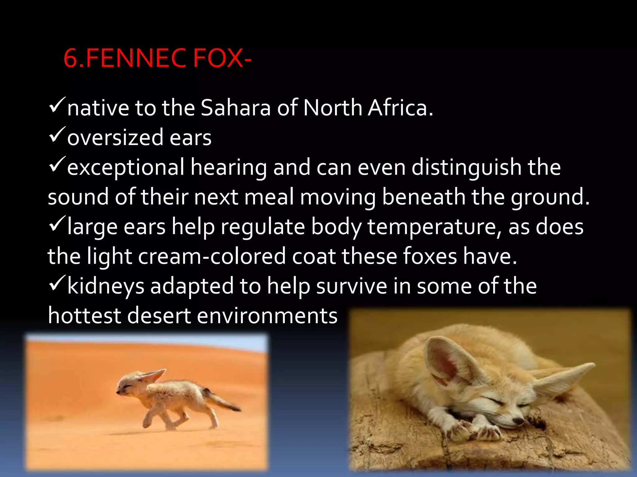 6.FENNEC FOX-
native to the Sahara of North Africa.
oversized ears
exceptional hearing and can even distinguish the
sound of their next meal moving beneath the ground.
large ears help regulate body temperature, as does
the light cream-colored coat these foxes have.
kidneys adapted to help survive in some of the
hottest desert environments
 