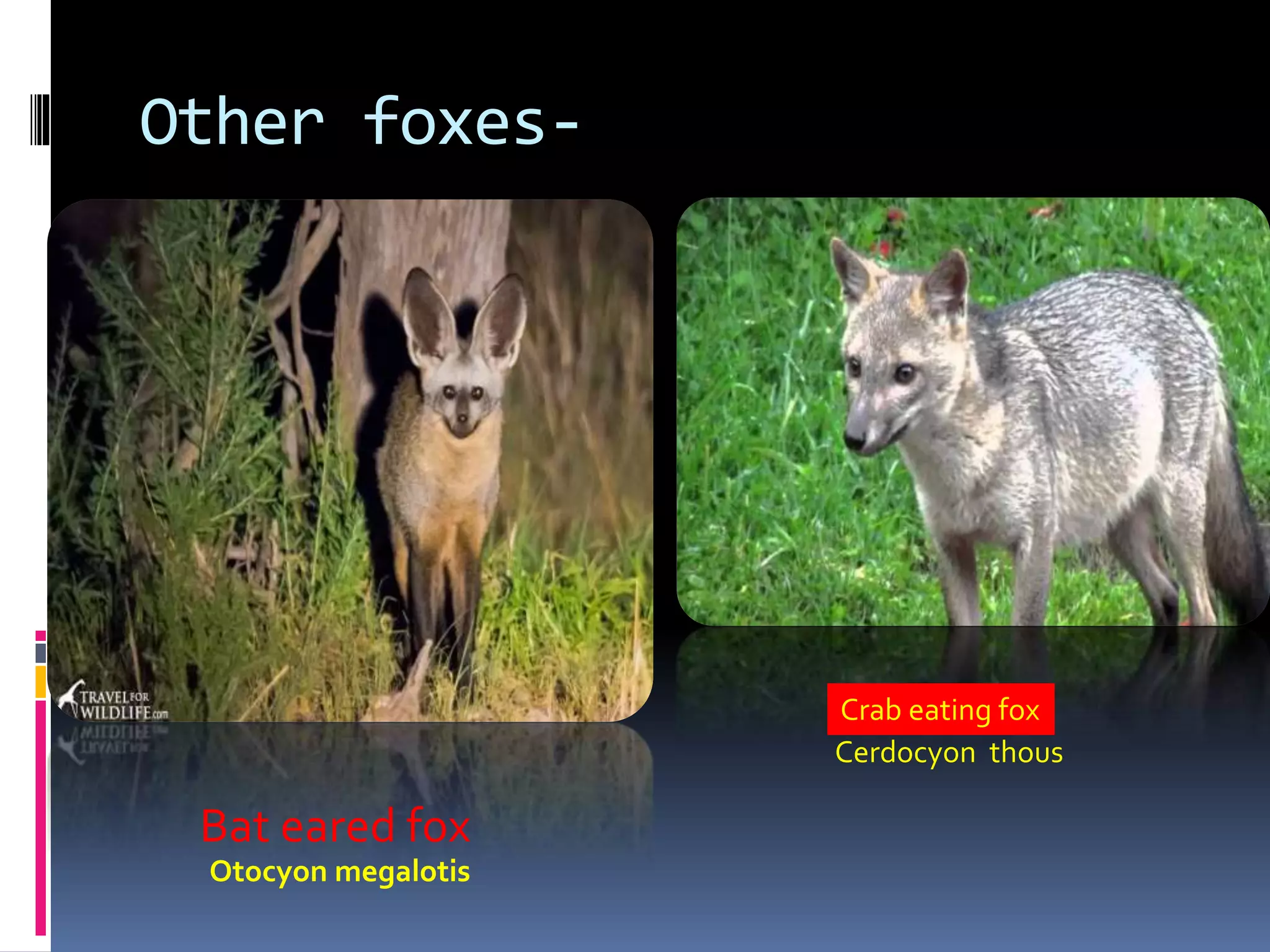 Other foxes-
Bat eared fox
Otocyon megalotis
Crab eating fox
Cerdocyon thous
 