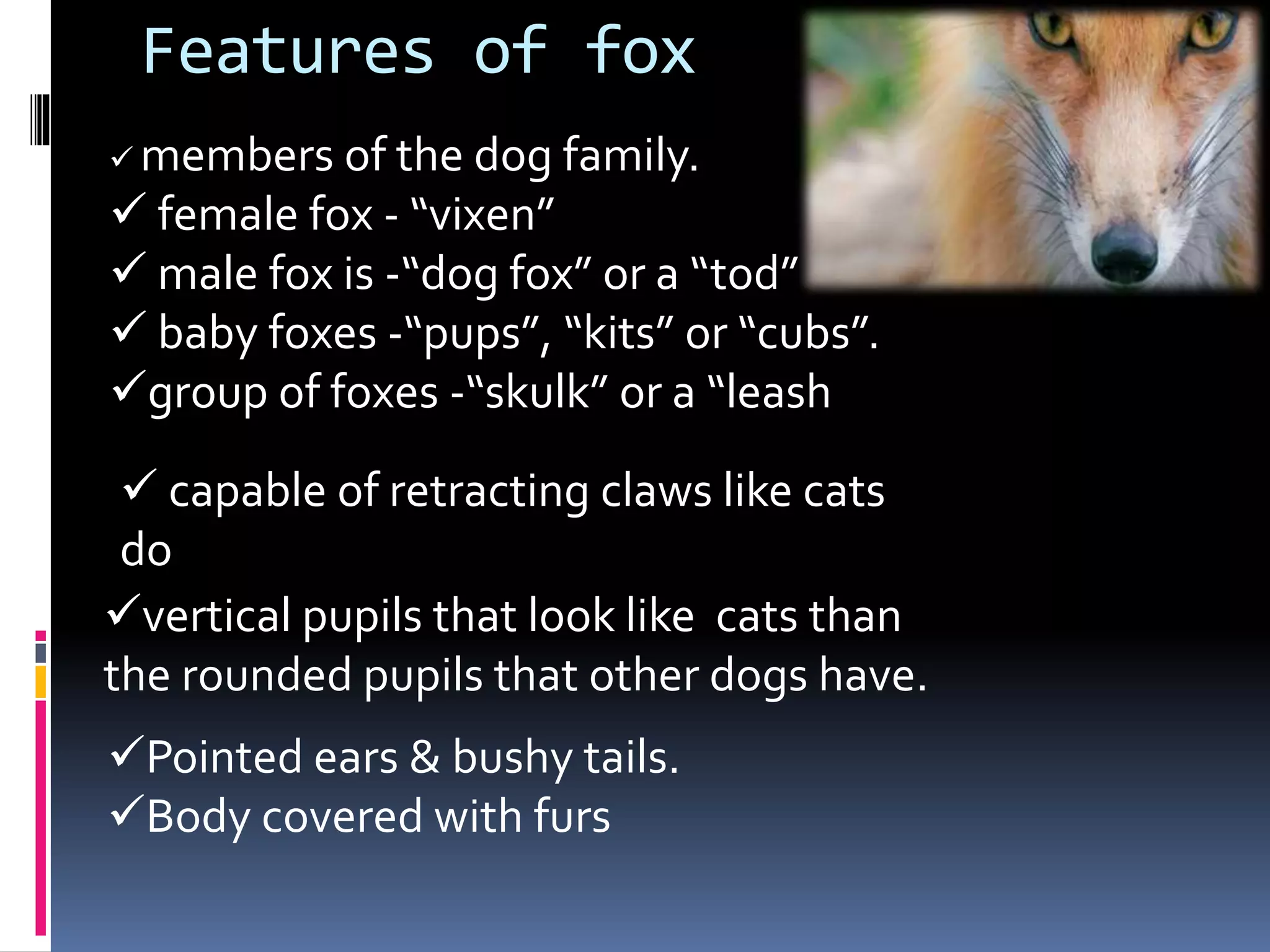 Features of fox
 members of the dog family.
 female fox - “vixen”
 male fox is -“dog fox” or a “tod”
 baby foxes -“pups”, “kits” or “cubs”.
group of foxes -“skulk” or a “leash
 capable of retracting claws like cats
do
vertical pupils that look like cats than
the rounded pupils that other dogs have.
Pointed ears & bushy tails.
Body covered with furs
 
