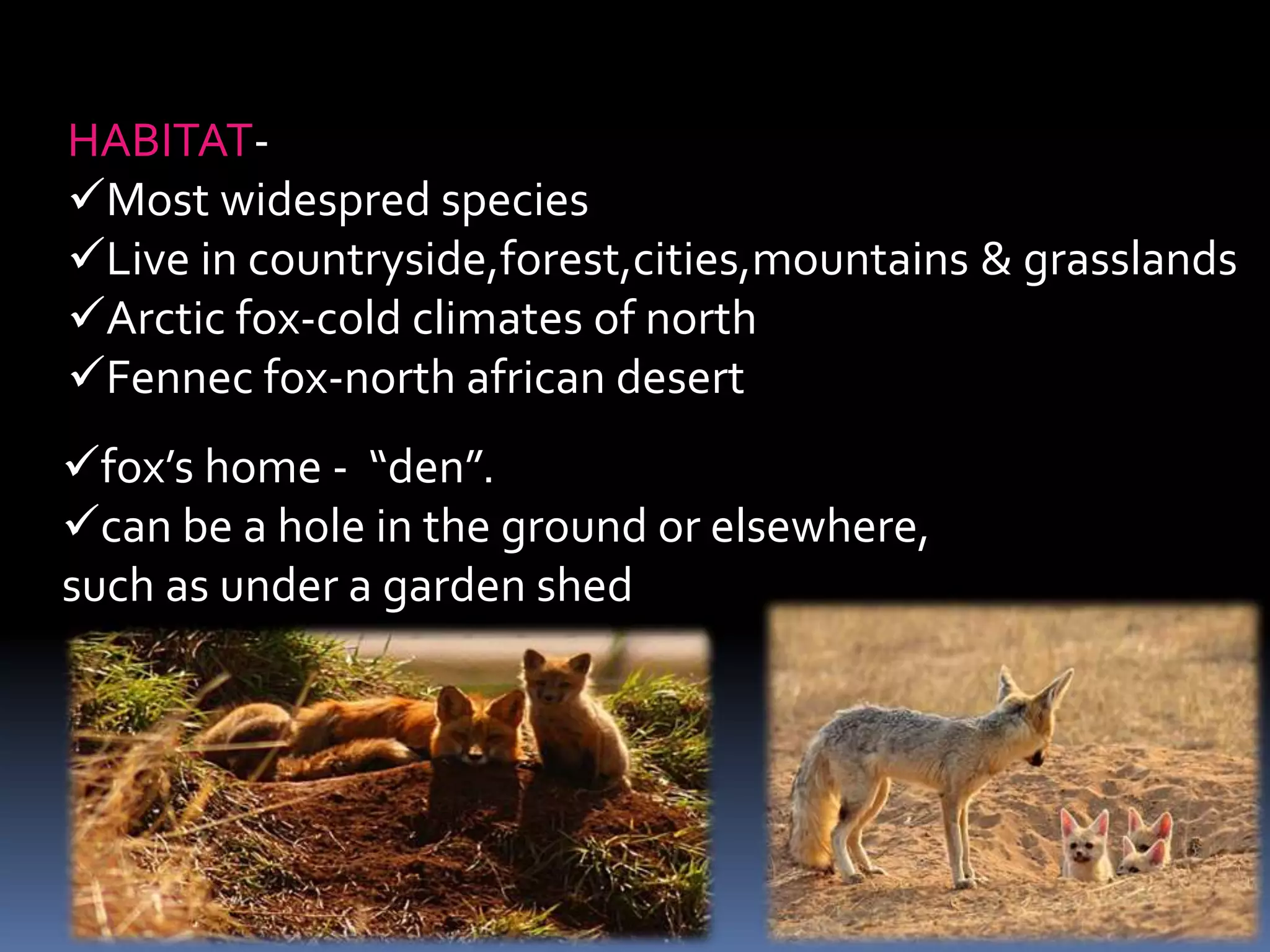 HABITAT-
Most widespred species
Live in countryside,forest,cities,mountains & grasslands
Arctic fox-cold climates of north
Fennec fox-north african desert
fox’s home - “den”.
can be a hole in the ground or elsewhere,
such as under a garden shed
 