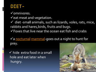omnivores.
eat meat and vegetation.
 diet -small animals, such as lizards, voles, rats, mice,
rabbits and hares,birds, fruits and bugs.
Foxes that live near the ocean eat fish and crabs
DIET-
a nocturnal mammal-goes out a night to hunt for
prey.
 hide extra food in a small
hole and eat later when
hungry.
 