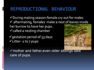 REPRODUCTIONAL BEHAVIOUR
During mating season-female cry out for males
 aftermating, females make a nest of leaves inside
her burrow to have her pups.
called a nesting chamber
gestation period of 53 days
Litter- 2 to 7 pups
mother and father,even older siblings take
care of pups.
 