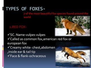 TYPES OF FOXES-
7 of the most beautiful fox species found around the
world
1.RED FOX-
SC. Name-vulpes vulpes
Called as common fox,american red fox or
european fox
Creamy white- chest,abdomen
,inside ear & tail tip
Face & flank-ochraceous
 