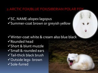2.ARCTIC FOX/BLUE FOX/SIBERIAN POLAR FOX-
SC. NAME-alopex lagopus
Summer-coat brown or greyish yellow
Winter-coat white & cream also blue black
Rounded head
Short & blunt muzzle
Small & rounded ears
Tail-thick black brush
Outside legs- brown
Sole-furred
 