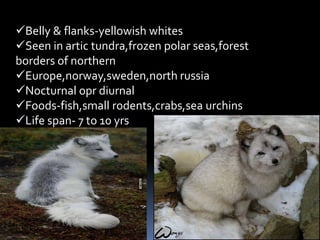 Belly & flanks-yellowish whites
Seen in artic tundra,frozen polar seas,forest
borders of northern
Europe,norway,sweden,north russia
Nocturnal opr diurnal
Foods-fish,small rodents,crabs,sea urchins
Life span- 7 to 10 yrs
 