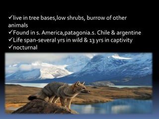 live in tree bases,low shrubs, burrow of other
animals
Found in s. America,patagonia.s. Chile & argentine
Life span-several yrs in wild & 13 yrs in captivity
nocturnal
 