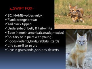 4.SWIFT FOX-
SC. NAME-vulpes velox
Flank orange brown
Tail black tipped
Underside of belly & tail-white
Seen in north america(canada,mexico)
Solitary or in pairs with young
Foods-rodents,birds,rabbits,lizards
Life span-8 to 10 yrs
Live in grasslands ,shrubby deserts
 