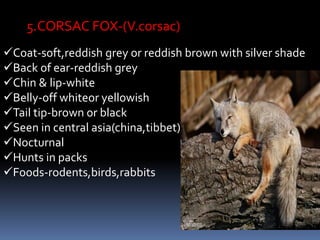5.CORSAC FOX-(V.corsac)
Coat-soft,reddish grey or reddish brown with silver shade
Back of ear-reddish grey
Chin & lip-white
Belly-off whiteor yellowish
Tail tip-brown or black
Seen in central asia(china,tibbet)
Nocturnal
Hunts in packs
Foods-rodents,birds,rabbits
 