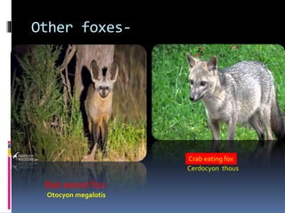 Other foxes-
Bat eared fox
Otocyon megalotis
Crab eating fox
Cerdocyon thous
 