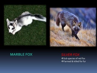 MARBLE FOX SILVER FOX
Sub species of red fox
Farmed & killed for fur
 