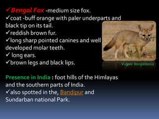 Bengal Fox -medium size fox.
coat -buff orange with paler underparts and
black tip on its tail.
reddish brown fur.
long sharp pointed canines and well
developed molar teeth.
 long ears.
brown legs and black lips.
Presence in India : foot hills of the Himlayas
and the southern parts of India.
also spotted in the, Bandipur and
Sundarban national Park.
Vulpes bengalensis
 