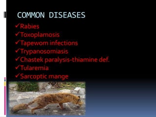 COMMON DISEASES
Rabies
Toxoplamosis
Tapewom infections
Trypanosomiasis
Chastek paralysis-thiamine def.
Tularemia
Sarcoptic mange
 