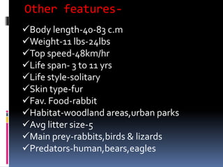 Other features-
Body length-40-83 c.m
Weight-11 lbs-24lbs
Top speed-48km/hr
Life span- 3 to 11 yrs
Life style-solitary
Skin type-fur
Fav. Food-rabbit
Habitat-woodland areas,urban parks
Avg litter size-5
Main prey-rabbits,birds & lizards
Predators-human,bears,eagles
 