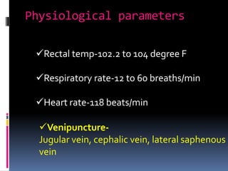 Physiological parameters
Rectal temp-102.2 to 104 degree F
Respiratory rate-12 to 60 breaths/min
Heart rate-118 beats/min
Venipuncture-
Jugular vein, cephalic vein, lateral saphenous
vein
 