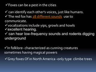 Foxes can be a pest in the cities
 can identify each other's voices, just like humans.
The red fox has 28 different sounds use to
communicate.
vocalizations include yips, growls and howls
excellent hearing.
 can hear low-frequency sounds and rodents digging
underground.
In folklore- characterized as cunning creatures
sometimes having magical powers
Grey foxes Of in North America -only type climbe trees
 
