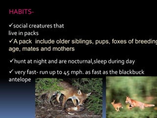 HABITS-
social creatures that
live in packs
A pack include older siblings, pups, foxes of breeding
age, mates and mothers.
hunt at night and are nocturnal,sleep during day
 very fast- run up to 45 mph. as fast as the blackbuck
antelope
 