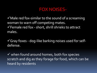 FOX NOISES-
Male red fox-similar to the sound of a screaming
woman to warn off competing mates.
Female red fox - short, shrill shrieks to attract
males.
Gray foxes - dog-like barking noises used for self-
defense.
 when found around homes, both fox species
scratch and dig as they forage for food, which can be
heard by residents
 
