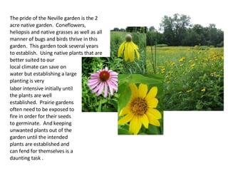 The pride of the Neville garden is the 2 acre native garden.  Coneflowers, heliopsis and native grasses as well as all manner of bugs and birds thrive in this garden.  This garden took several years to establish.  Using native plants that are better suited to our  local climate can save on  water but establishing a large  planting is very labor intensive initially until the plants are well established.  Prairie gardens often need to be exposed to fire in order for their seeds to germinate.  And keeping unwanted plants out of the garden until the intended plants are established and can fend for themselves is a daunting task . 