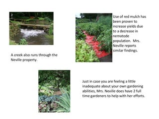 Use of red mulch has been proven to increase yields due to a decrease in nematode population.  Mrs. Neville reports similar findings. A creek also runs through the Neville property. Just in case you are feeling a little inadequate about your own gardening abilities, Mrs. Neville does have 2 full time gardeners to help with her efforts. 