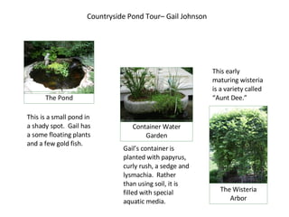 Countryside Pond Tour– Gail Johnson This is a small pond in a shady spot.  Gail has a some floating plants and a few gold fish. Gail’s container is planted with papyrus, curly rush, a sedge and lysmachia.  Rather than using soil, it is filled with special aquatic media. This early maturing wisteria is a variety called “Aunt Dee.” The Wisteria Arbor Container Water Garden The Pond 