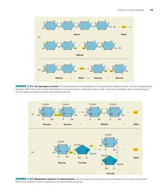 Introduction to Human Physiology 13
H2O
H2O
H H
HO
O
O
H H
OH
O
H H
HO
O
O
H H
OH
O
H H
HO
O
O
H H
OH etc.
etc.
O
H H
HO
O
O O O
H H
O
H H
O
O
H H
O
H H
OH HOHO
O
H H
OH
O
Maltose
Maltose
+
+
+
+
+
+Water
WaterStarch
Glucose Glucose
(a)
(b)
FIGURE 1.14 The hydrolysis of starch. The polysaccharide is ﬁrst hydrolyzed into (a) disaccharides (maltose) and then into (b) monosaccharides
(glucose). Notice that as the covalent bond between the subunits breaks, a molecule of water is split. In this way, the hydrogen atom and hydroxyl group
from the water are added to the ends of the released subunits.
Glucose
Glucose Glucose
Fructose
WaterMaltose
Water
CH2OH
H
(a)
(b)
H
H
H
H
OH
OH
OHHO
O
CH2OH
H
H
H
H
H
OH
OH
HO
O
O
CH2OH
H2O
H2O
H
H
H
H
H
OH
OH
OH
O
CH2OH
H
H
H
H
H
OH
OH
OHHO
O
++
CH2OH
CH2OH
CH2OH
H
H
H
H
H
H
H
H
OH
OH
OH
OH
OH
OH
HO
O O
CH2OH
CH2OHH
H
HOH
OH
O
CH2OH
H
H
H
H
H
OH
OH
HO
O
O
+ +
+ +=
Sucrose
FIGURE 1.15 Dehydration synthesis of disaccharides. The two disaccharides formed here are (a) maltose and (b) sucrose (table sugar).
Notice that a molecule of water is produced as the disaccharides are formed.
fox03490_ch01_001_026.indd 13fox03490_ch01_001_026.indd 13 11/3/07 9:15:58 AM11/3/07 9:15:58 AM
 