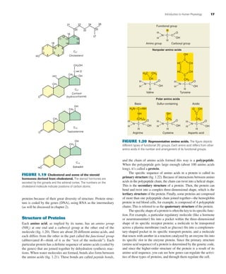 Introduction to Human Physiology 17
proteins because of their great diversity of structure. Protein struc-
ture is coded by the genes (DNA), using RNA as the intermediary
(as will be discussed in chapter 2).
Structure of Proteins
Each amino acid, as implied by its name, has an amino group
(NH2
) at one end and a carboxyl group at the other end of the
molecule (ﬁg. 1.20). There are about 20 different amino acids, and
each differs from the other in the part called the functional group
(abbreviated R—think of it as the “rest of the molecule”). Each
particular protein has a deﬁnite sequence of amino acids (coded by
the genes) that are joined together by dehydration synthesis reac-
tions. When water molecules are formed, bonds also form between
the amino acids (ﬁg. 1.21). These bonds are called peptide bonds,
FIGURE 1.19 Cholesterol and some of the steroid
hormones derived from cholesterol. The steroid hormones are
secreted by the gonads and the adrenal cortex. The numbers on the
cholesterol molecule indicate positions of carbon atoms.
and the chain of amino acids formed this way is a polypeptide.
When the polypeptide gets large enough (about 100 amino acids
long), it’s called a protein.
The speciﬁc sequence of amino acids in a protein is called its
primary structure (ﬁg. 1.22). Because of interactions between amino
acids in the polypeptide chain, the chain can twist into a helical shape.
This is the secondary structure of a protein. Then, the protein can
bend and twist into a complex three-dimensional shape, which is the
tertiary structure of the protein. Finally, some proteins are composed
of more than one polypeptide chain joined together—the hemoglobin
protein in red blood cells, for example, is composed of 4 polypeptide
chains. This is referred to as the quaternary structure of the protein.
The speciﬁc shape of a protein is often the key to its speciﬁc func-
tion. For example, a particular regulatory molecule (like a hormone
or neurotransmitter) ﬁts into a pocket within the three-dimensional
shape of its speciﬁc receptor protein; a molecule to be transported
across a plasma membrane (such as glucose) ﬁts into a complemen-
tary-shaped pocket in its speciﬁc transport protein; and a molecule
that reacts with another in a reaction catalyzed by an enzyme ﬁts into
its speciﬁc slot in the enzyme protein. Since the primary structure
(amino acid sequence) of a protein is determined by the genetic code,
and since the higher-order structure of the protein is a result of its
amino acid sequence, you can see how genes can regulate the activi-
ties of these types of proteins, and through them regulate the cell.
Carboxyl group
Functional group
Amino group
Nonpolar amino acids
Polar amino acids
Valine Tyrosine
Basic
H2N
Sulfur-containing Acidic
Arginine Cysteine Aspartic acid
H
H
H
H H
H H
H H
N
R
O
O O
OH
OH OH
OH
C
C C CC
C
N
C
N
C
H3C
CH2
CH3
CH
H
H
H
O
OH
NH
NH
C
C
CN
(CH2)3 CH2CH2
H
H
H
O
OH
C CN
H
H
H
O
O
OH
OH
C
C
CN
CH
CHHC
HC
SH
FIGURE 1.20 Representative amino acids. The ﬁgure depicts
different types of functional (R) groups. Each amino acid differs from other
amino acids in the number and arrangement of its functional groups.
fox03490_ch01_001_026.indd 17fox03490_ch01_001_026.indd 17 11/14/07 10:35:26 AM11/14/07 10:35:26 AM
 
