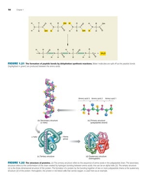 18 Chapter 1
FIGURE 1.21 The formation of peptide bonds by dehydration synthesis reactions. Water molecules are split off as the peptide bonds
(highlighted in green) are produced between the amino acids.
(b) Secondary structure
(α helix)
(a) Primary structure
(polypeptide strand)
(c) Tertiary structure (d) Quaternary structure
(hemoglobin)
Heme
group
Amino acid 3 Amino acid 2 Amino acid 1
O
R
H
N
N
H
R
H
O
H
R
H
α helix
C
C
C
CC
FIGURE 1.22 The structure of proteins. (a) The primary structure refers to the sequence of amino acids in the polypeptide chain. The secondary
structure refers to the conformation of the chain created by hydrogen bonding between amino acids; this can be an alpha helix (b). The tertiary structure
(c) is the three-dimensional structure of the protein. The formation of a protein by the bonding together of two or more polypeptide chains is the quaternary
structure (d) of the protein. Hemoglobin, the protein in red blood cells that carries oxygen, is used here as an example.
fox03490_ch01_001_026.indd 18fox03490_ch01_001_026.indd 18 11/3/07 9:16:02 AM11/3/07 9:16:02 AM
 