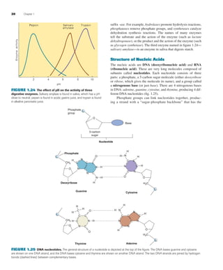 20 Chapter 1
sufﬁx -ase. For example, hydrolases promote hydrolysis reactions,
phosphatases remove phosphate groups, and synthetases catalyze
dehydration synthesis reactions. The names of many enzymes
tell the substrate and the action of the enzyme (such as lactate
dehydrogenase), or the product and the action of the enzyme (such
as glycogen synthetase). The third enzyme named in ﬁgure 1.24—
salivary amylase—is an enzyme in saliva that digests starch.
Structure of Nucleic Acids
The nucleic acids are DNA (deoxyribonucleic acid) and RNA
(ribonucleic acid). These are very long molecules composed of
subunits called nucleotides. Each nucleotide consists of three
parts: a phosphate, a 5-carbon sugar molecule (either deoxyribose
or ribose, which gives the molecule its name), and a group called
a nitrogenous base (or just base). There are 4 nitrogenous bases
in DNA: adenine, guanine, cytosine, and thymine, producing 4 dif-
ferent DNA nucleotides (ﬁg. 1.25).
Phosphate groups can link nucleotides together, produc-
ing a strand with a “sugar-phosphate backbone” that has the
Phosphate
group
5-carbon
sugar
Base
O
Nucleotide
Phosphate
H
H
H H
H
H
H
N
N
N
N
N
H
H
H
H
H H
HH
H
H
N
N N
N
N
N N
N
N
N
O
O
O
O
O
O O
O
C C
C
C
C
C
C
C
CC C CC
C C
C C
C
C
CH2
CH2
H2C
H2C
Deoxyribose
Guanine Cytosine
AdenineThymine
FIGURE 1.25 DNA nucleotides. The general structure of a nucleotide is depicted at the top of the ﬁgure. The DNA bases guanine and cytosine
are shown on one DNA strand, and the DNA bases cytosine and thymine are shown on another DNA strand. The two DNA strands are joined by hydrogen
bonds (dashed lines) between complementary bases.
FIGURE 1.24 The effect of pH on the activity of three
digestive enzymes. Salivary amylase is found in saliva, which has a pH
close to neutral; pepsin is found in acidic gastric juice, and trypsin is found
in alkaline pancreatic juice.
fox03490_ch01_001_026.indd 20fox03490_ch01_001_026.indd 20 11/3/07 9:16:05 AM11/3/07 9:16:05 AM
 