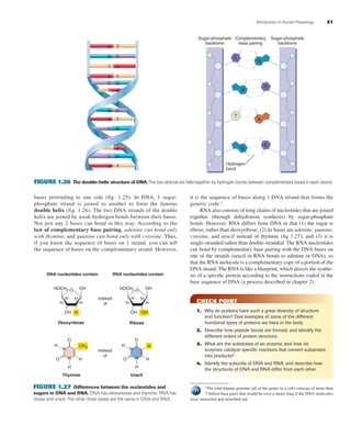 Introduction to Human Physiology 21
bases protruding to one side (fig. 1.25). In DNA, 1 sugar-
phosphate strand is joined to another to form the famous
double helix (fig. 1.26). The two DNA strands of the double
helix are joined by weak hydrogen bonds between their bases.
Not just any 2 bases can bond in this way. According to the
law of complementary base pairing, adenine can bond only
with thymine, and guanine can bond only with cytosine. Thus,
if you know the sequence of bases on 1 strand, you can tell
the sequence of bases on the complementary strand. However,
C
A T
G C
G
A T
T A
T A
G C
A T
C G
A
C G
A T
FIGURE 1.26 The double-helix structure of DNA. The two strands are held together by hydrogen bonds between complementary bases in each strand.
G
A
C
T
G
G
C
C
Sugar-phosphate
backbone
Sugar-phosphate
backbone
Complementary
base pairing
Hydrogen
bond
DNA nucleotides contain RNA nucleotides contain
RiboseDeoxyribose
Thymine Uracil
HOCH2
CH3
H
H H
H
H
H
H
N
N
H
OH
OH
O
O HOCH2
instead
of
instead
of
H
H H
H
OH
OH
OH
O
O
HH
H
H
N
N
O
O
FIGURE 1.27 Differences between the nucleotides and
sugars in DNA and RNA. DNA has deoxyribose and thymine; RNA has
ribose and uracil. The other three bases are the same in DNA and RNA.
3
The total human genome (all of the genes in a cell) consists of more than
3 billion base pairs that would be over a meter long if the DNA molecules
were unraveled and stretched out.
it is the sequence of bases along 1 DNA strand that forms the
genetic code.3
RNA also consists of long chains of nucleotides that are joined
together (through dehydration synthesis) by sugar-phosphate
bonds. However, RNA differs from DNA in that (1) the sugar is
ribose, rather than deoxyribose; (2) its bases are adenine, guanine,
cytosine, and uracil instead of thymine (ﬁg 1.27); and (3) it is
single-stranded rather than double-stranded. The RNA nucleotides
can bond by complementary base pairing with the DNA bases on
one of the strands (uracil in RNA bonds to adenine in DNA), so
that the RNA molecule is a complementary copy of a portion of the
DNA strand. The RNA is like a blueprint, which directs the synthe-
sis of a speciﬁc protein according to the instructions coded in the
base sequence of DNA (a process described in chapter 2).
CHECK POINT
1. Why do proteins have such a great diversity of structure
and function? Give examples of some of the different
functional types of proteins we have in the body.
2. Describe how peptide bonds are formed, and identify the
different orders of protein structure.
3. What are the substrates of an enzyme, and how do
enzymes catalyze speciﬁc reactions that convert substrates
into products?
4. Identify the subunits of DNA and RNA, and describe how
the structures of DNA and RNA differ from each other.
fox03490_ch01_001_026.indd 21fox03490_ch01_001_026.indd 21 11/3/07 9:16:05 AM11/3/07 9:16:05 AM
 