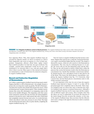 Introduction to Human Physiology 5
have opposing effects. Thus, their negative feedback loops are
activated by opposite stimuli: we shiver in response to a fall in
body temperature and sweat in response to a rise in body tem-
perature. Antagonistic effectors afford better, tighter control
than would be possible if we had only one type of effector. For
example, constant body temperature would not be very well
maintained if we shivered when it was cold and simply didn’t
shiver when it was hot. Most aspects of the internal environment
are maintained in a state of homeostasis by numerous antagonis-
tic negative feedback loops.
Neural and Endocrine Regulation
of Homeostasis
Let’s follow a typical negative feedback loop involving neural control.
Suppose that there is a fall in blood pressure—for example, because a
person who was lying down stands up quickly. The fall in blood pres-
sure below the set point is the stimulus that activates the sensors, which
are blood pressure receptors (baroreceptors). These stimulate sensory
neurons that convey this information to an integrating center in the
brain (in the medulla oblongata). This integrating center then causes
motor (autonomic) neurons that slow the heart rate (parasympathetic
neurons) to become less active, while neurons that cause a faster heart
rate (sympathetic neurons) become more active.As a result, the heart,
which is the effector in this story, increases its rate of beat. This helps
raise the blood pressure back to the set point, thereby completing the
negative feedback loop (ﬁg. 1.4).
Now let’s look at a negative feedback loop that involves a hor-
mone. Suppose that a person eats a candy bar, raising the blood glu-
cose (sugar) concentration higher than the set point. The change is
detected by sensors, which are cells sensitive to the blood glucose
concentration. This story may be confusing because it’s so sim-
ple: the sensor cells are also the integrating center and the effec-
tor. They are the cells located in clusters (called islets) within the
pancreas that secrete the hormone insulin when the blood glucose
concentration rises. Insulin then stimulates certain tissues (primar-
ily skeletal muscles, liver, and adipose tissue) to take glucose out
of the blood. This lowers the blood glucose concentration, com-
pleting the negative feedback loop (ﬁg. 1.5). Conversely, when
a person fasts and the blood glucose concentration starts to fall,
insulin secretion is decreased.
It’s not important at this time for you to learn the negative
feedback loops depicted in ﬁgures 1.4 and 1.5, as they will be
presented again more completely later in this book. These nega-
tive feedback loops are shown here only to illustrate how nega-
tive feedback loops operate to maintain homeostasis. Although a
negative feedback loop may involve many steps and the coopera-
tion of different organs and systems, these examples show that
the effects are easy to understand. If you know the direction of
the initial change from the set point (the stimulus, or ﬁrst step,
of the negative feedback loop), then you know that the effectors
must cause a change in the opposite direction in order to maintain
homeostasis.
4. Rise in blood pressure 1. Blood pressure falls
2. Blood pressure
receptors stimulated
3. Heart rate
increases
Medulla
oblongata
of brain
Motor
nerve fibers
Sensory
nerve fibers
Integrating center
Negative
feedback
response
Effector
Stimulus
Sensor
Lying down
Standing up–
FIGURE 1.4 Negative feedback control of blood pressure. This negative feedback loop helps correct a fall in blood pressure by
stimulating an increased heart rate. In this negative feedback loop, sensory and motor nerve ﬁbers convey information between the sensor,
integrating center, and effector.
fox03490_ch01_001_026.indd 5fox03490_ch01_001_026.indd 5 11/3/07 9:14:24 AM11/3/07 9:14:24 AM
 