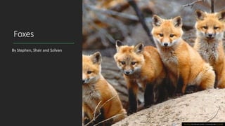 Foxes
By Stephen, Shair and Szilvan
This Photo by Unknown author is licensed under CC BY-ND.
 