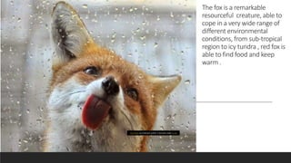 The fox is a remarkable
resourceful creature, able to
cope in a very wide range of
different environmental
conditions, from sub-tropical
region to icy tundra , red fox is
able to find food and keep
warm .
This Photo by Unknown author is licensed under CC BY.