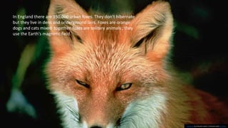In England there are 150,000 urban foxes. They don’t hibernate
but they live in dens and underground lairs. Foxes are orange
dogs and cats mixed together. foxes are solitary animals ; they
use the Earth's magnetic field.
This Photo by Unknown author is licensed under CC BY-SA.
 