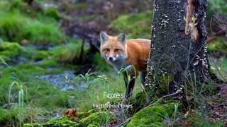 Foxes
Facts about foxes
 