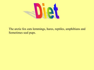 The arctic fox eats lemmings, hares, reptiles, amphibians and
Sometimes seal pups.
 